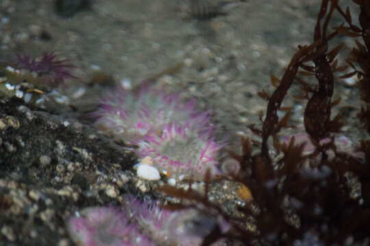 Image of aggregating anemone