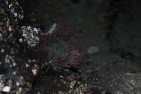 Image of aggregating anemone