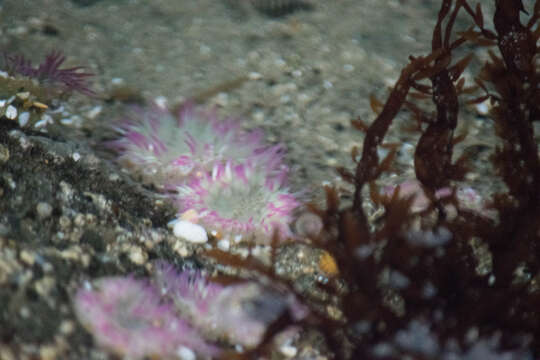 Image of aggregating anemone