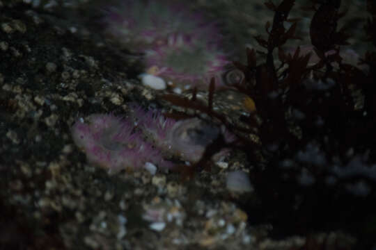 Image of aggregating anemone