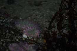 Image of aggregating anemone