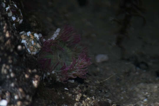 Image of aggregating anemone