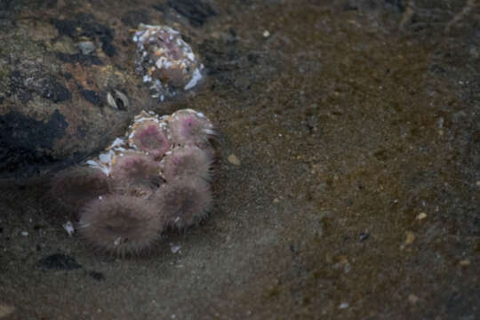 Image of aggregating anemone