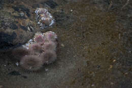 Image of aggregating anemone