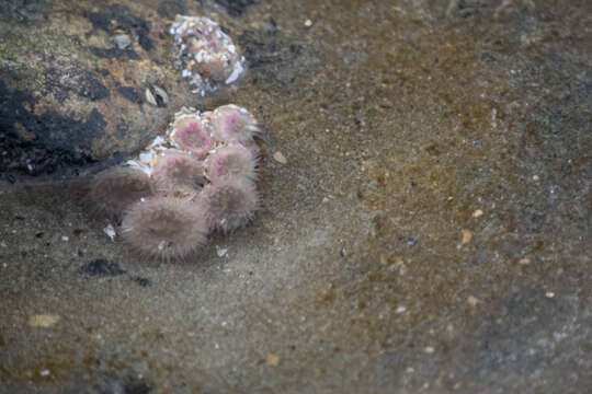 Image of aggregating anemone