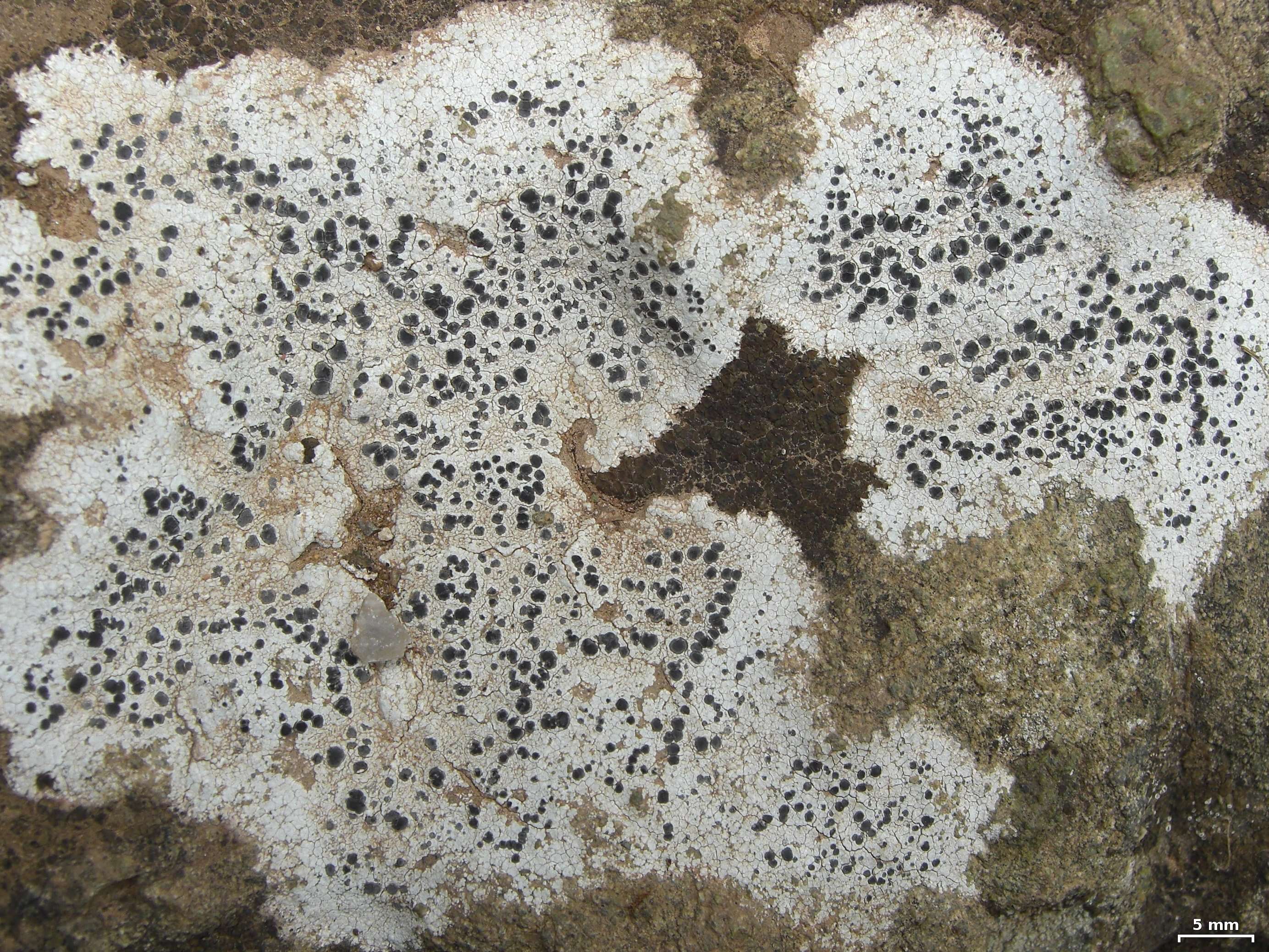 Image of lecidea lichen