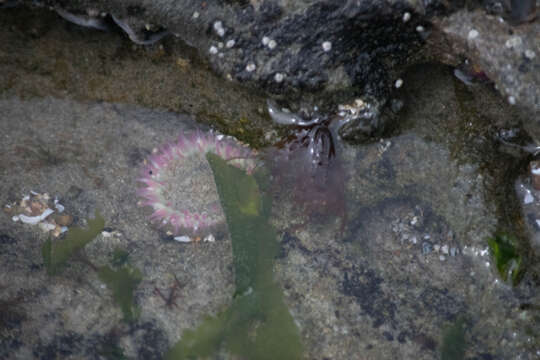 Image de Anthopleura elegantissima (Brandt 1835)