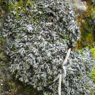 Image of Shadow lichens