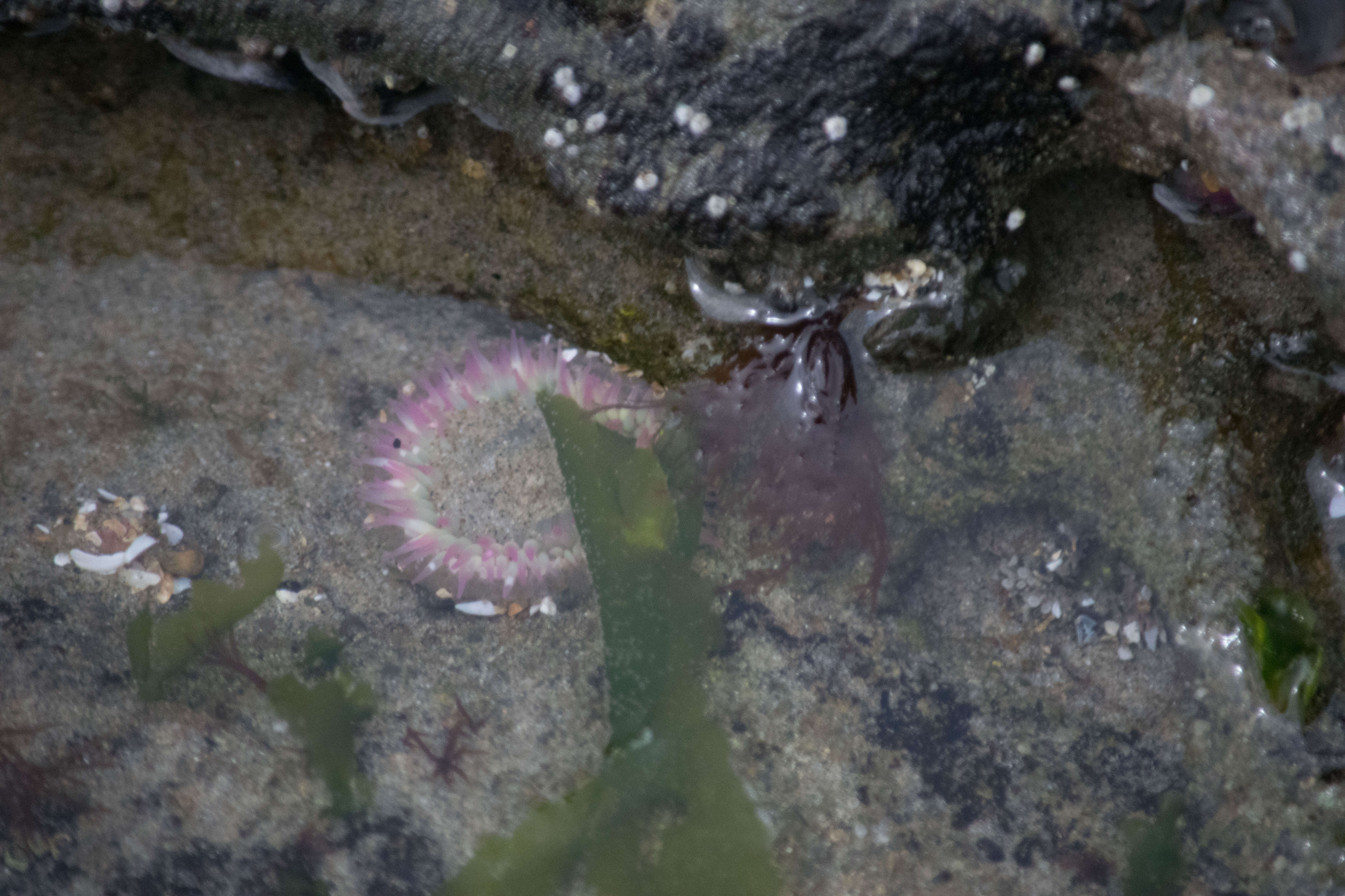 Image de Anthopleura elegantissima (Brandt 1835)