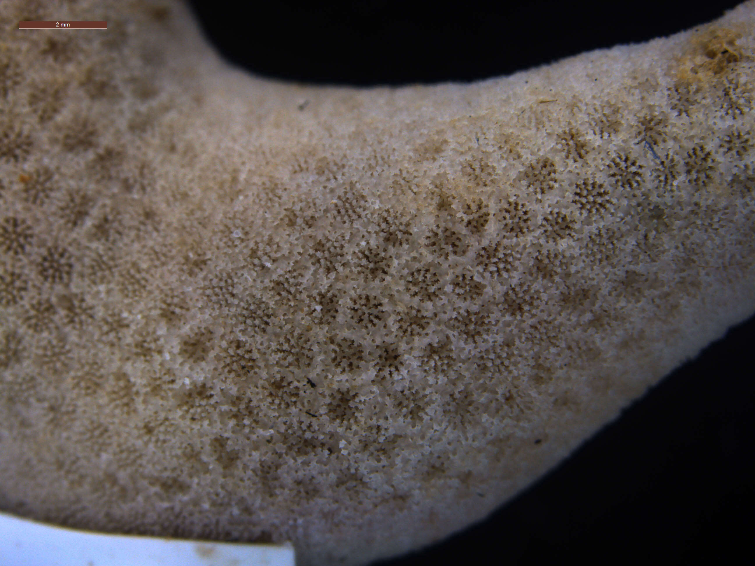 Image of Stony coral