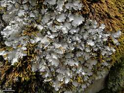 Image of hypotrachyna lichen