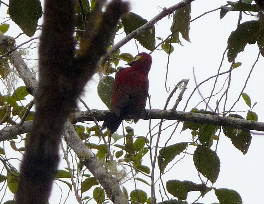 Image of Crimson-mantled Woodpecker