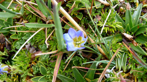 صورة Gentiana prostrata Haenke