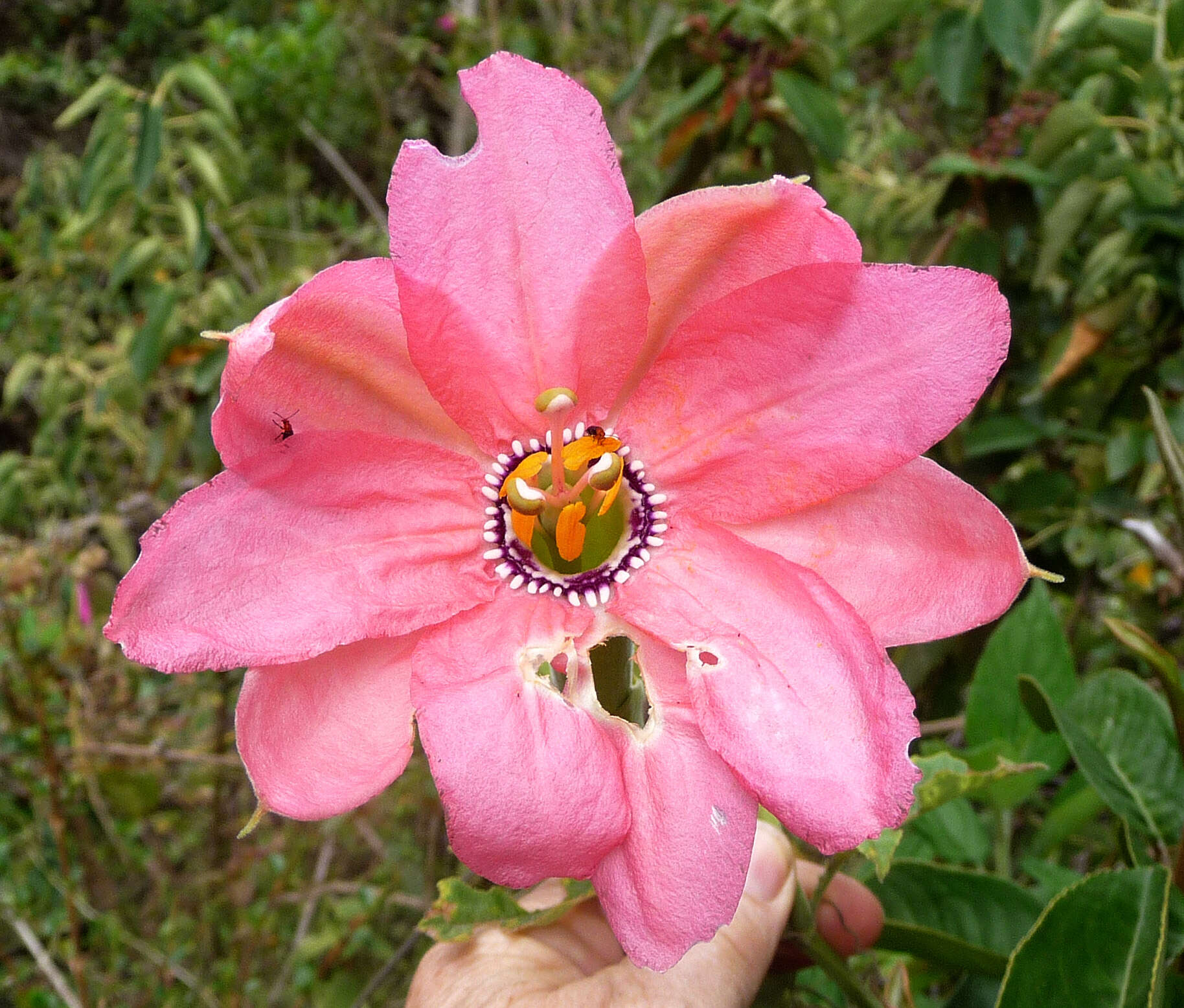 Imagem de Passiflora mixta L. fil.