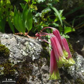 Image of Bomarea edulis (Tussac) Herb.