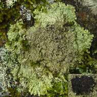 Image of pyxine lichen