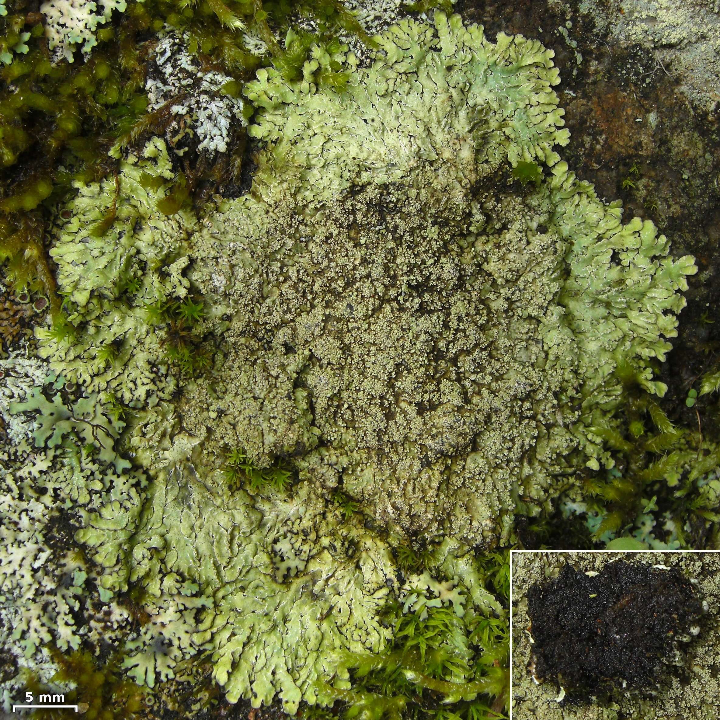 Image of pyxine lichen