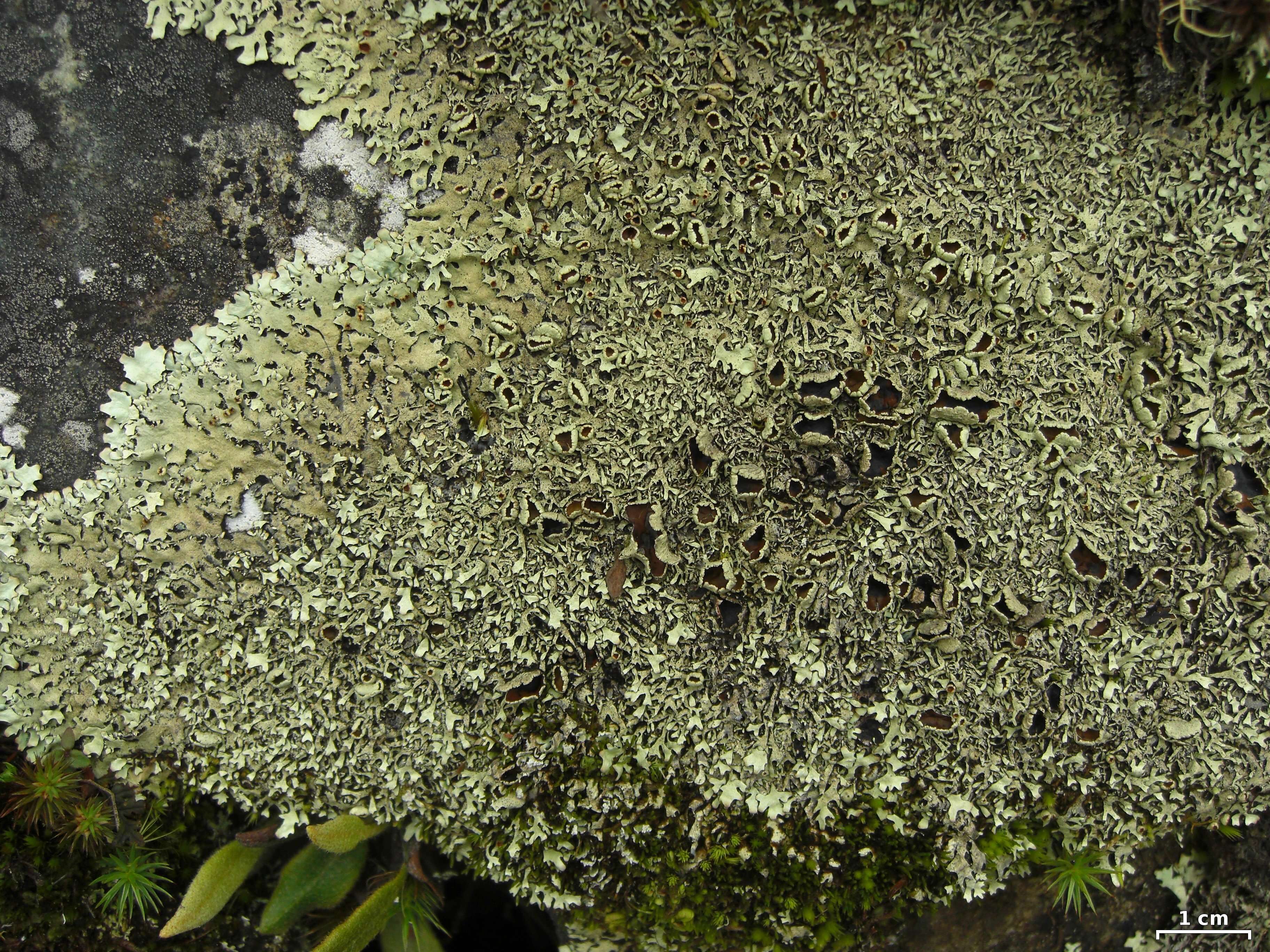 Image of hypotrachyna lichen