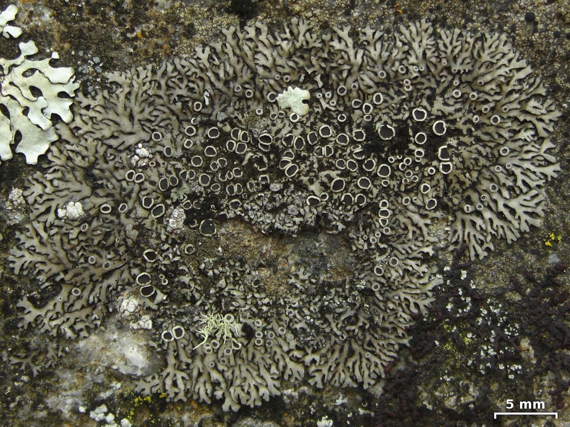 Image of Shadow lichens