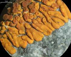 Image of orange lichen