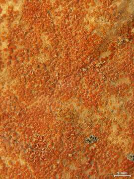 Image of orange lichen