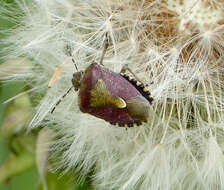 Image of sloe bug