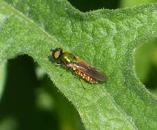 Sivun Chloromyia formosa (Scopoli 1763) kuva