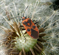 Image of black & red squash bug