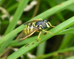 Image de Chrysotoxum