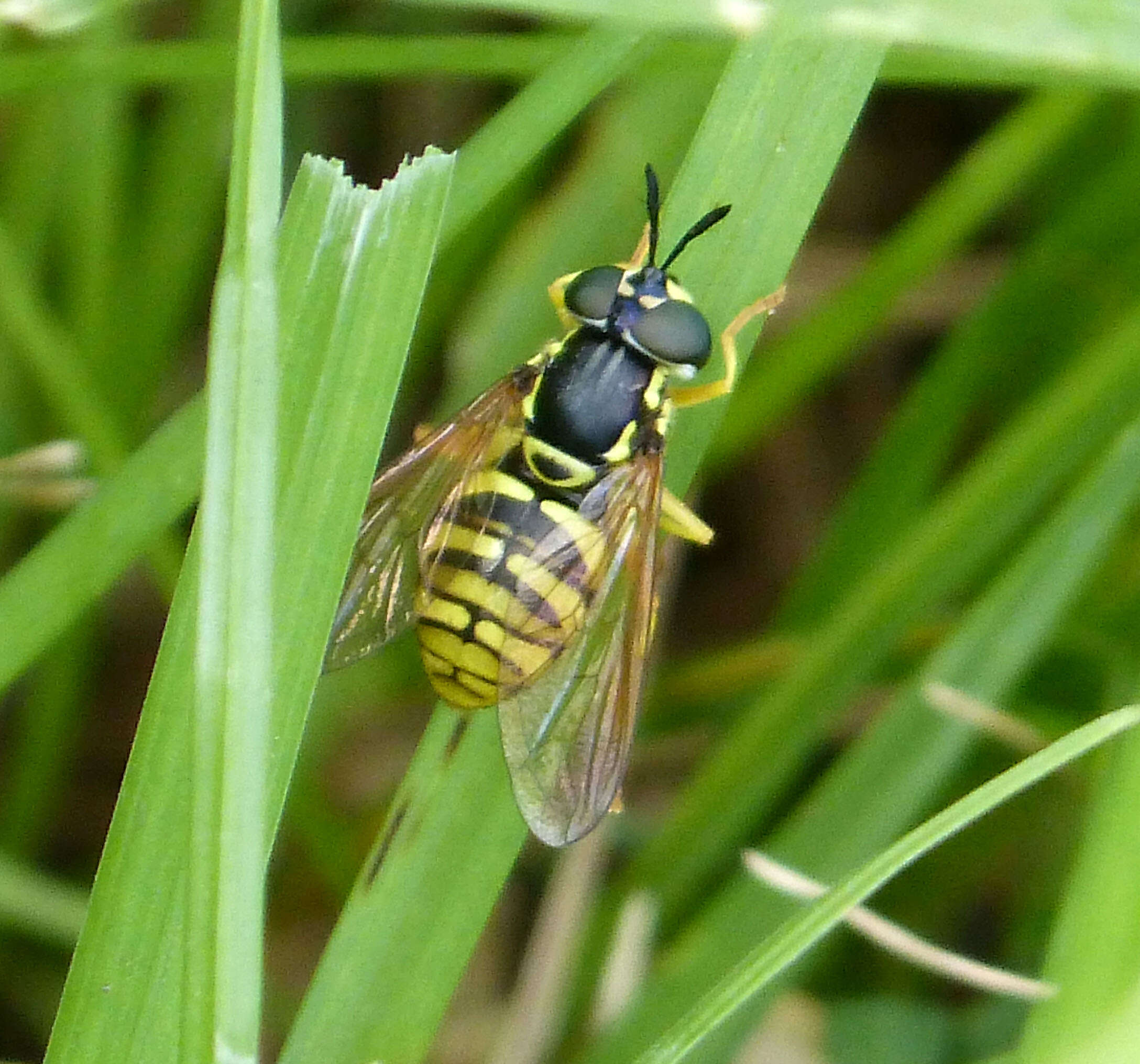 Image de Chrysotoxum