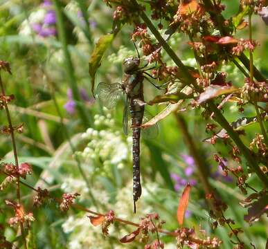 Image of Migrant Hawker