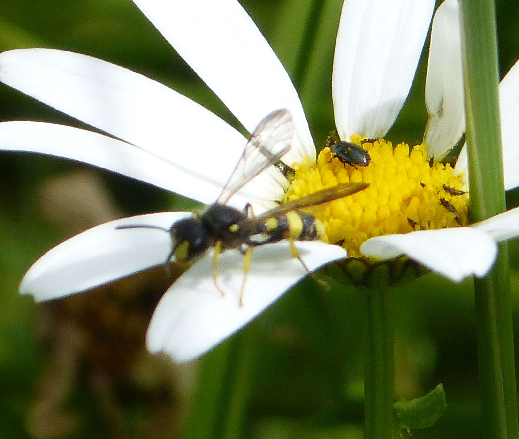 Imagem de Cerceris rybyensis (Linnaeus 1771)