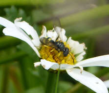 Imagem de Cerceris rybyensis (Linnaeus 1771)