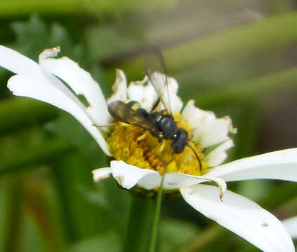 Imagem de Cerceris rybyensis (Linnaeus 1771)