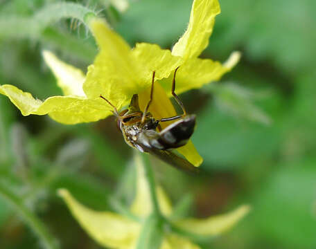 Image of <i>Platycheirus albimanus</i>