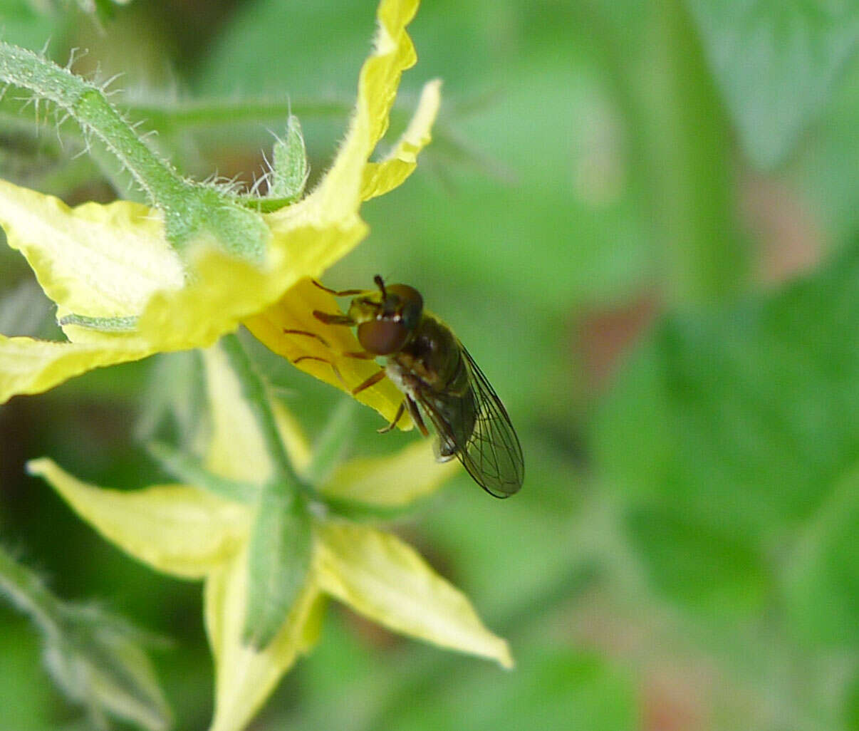 Imagem de <i>Platycheirus albimanus</i>