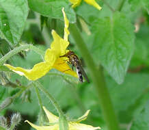 Image of <i>Platycheirus albimanus</i>