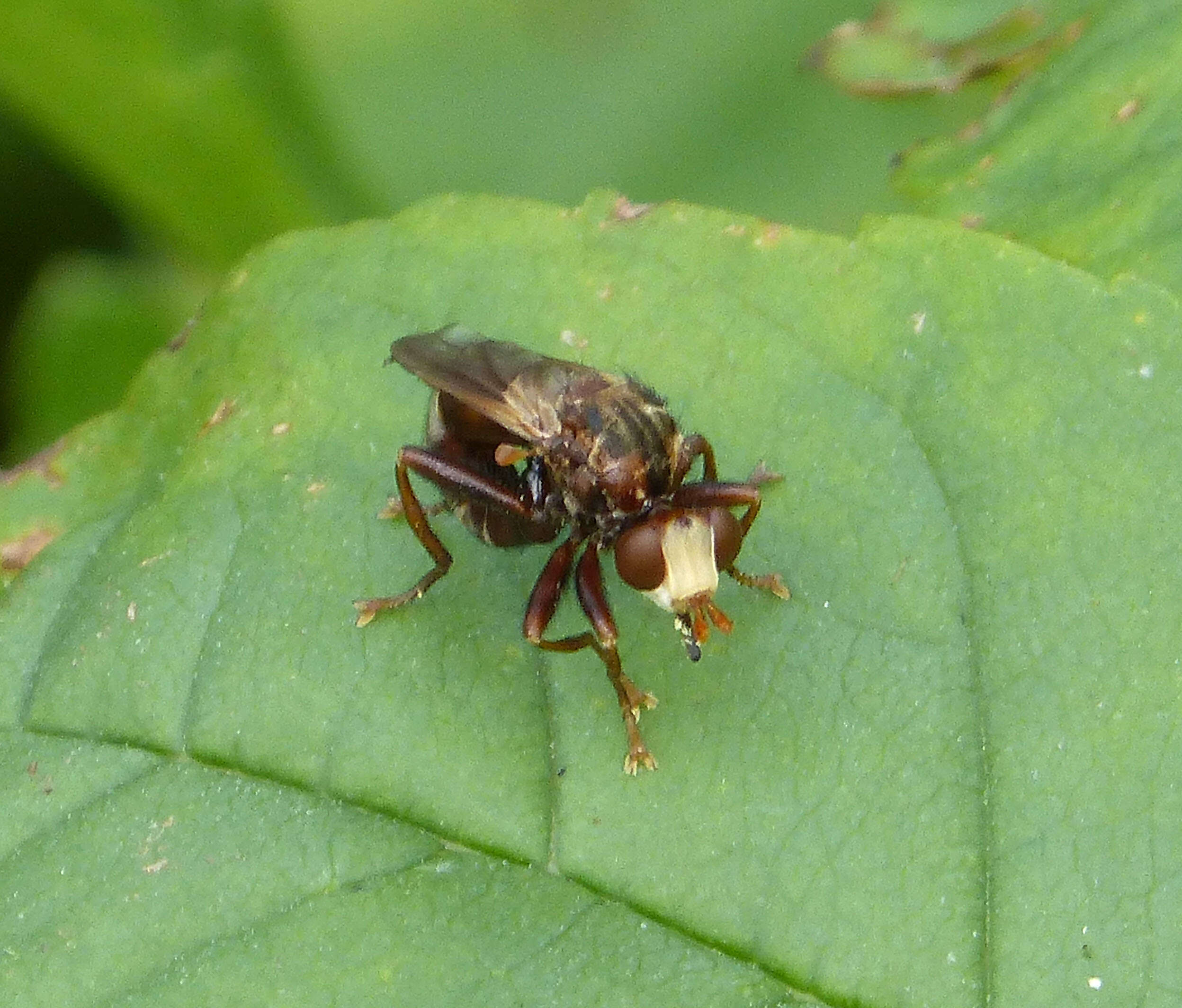 Image of Sicus ferrugineus (Linnaeus 1761)