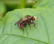 Image of Sicus ferrugineus (Linnaeus 1761)