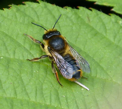 Image of Megachile leaf-cutter bee