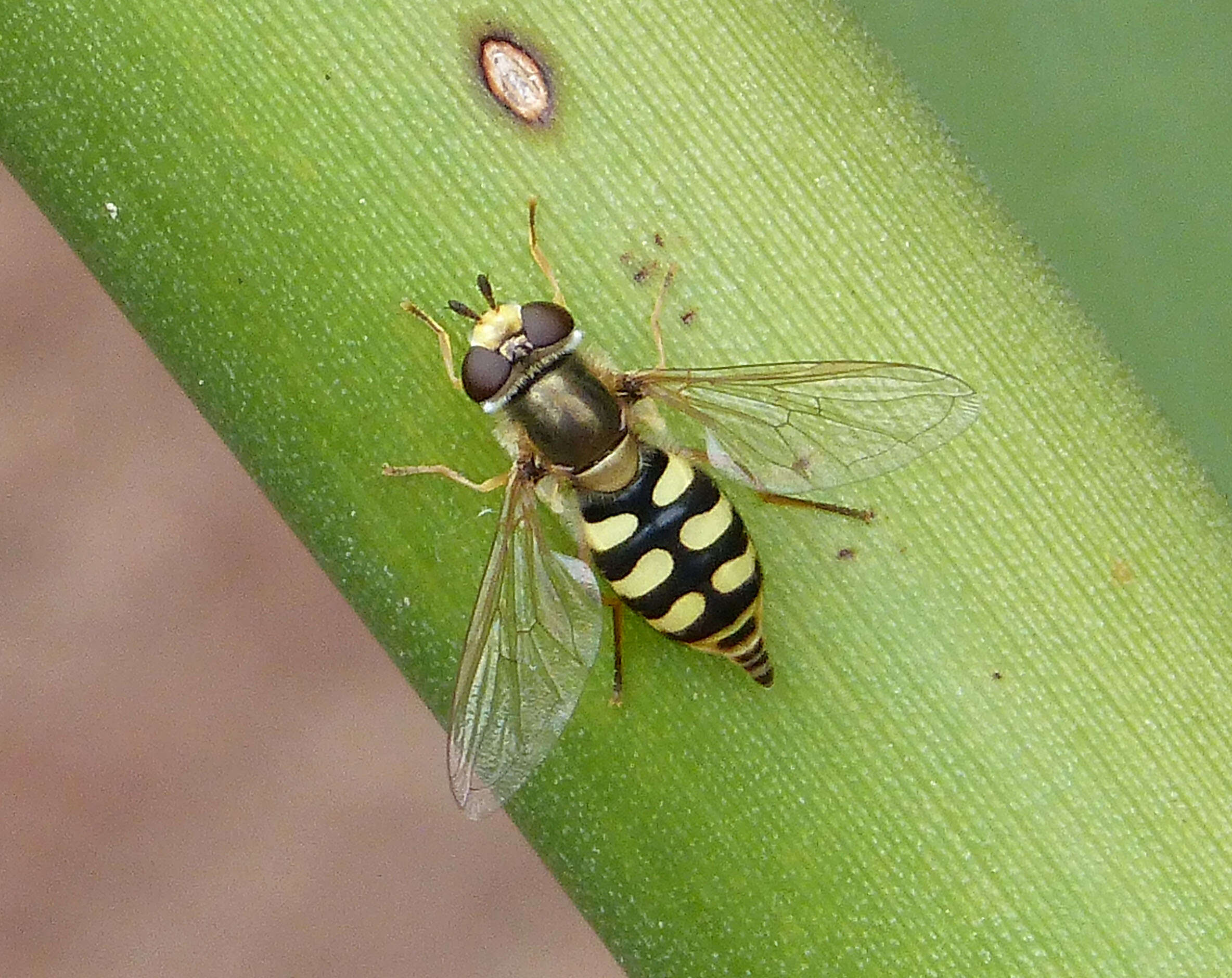 Image of Eupeodes corollae (Fabricius 1794)