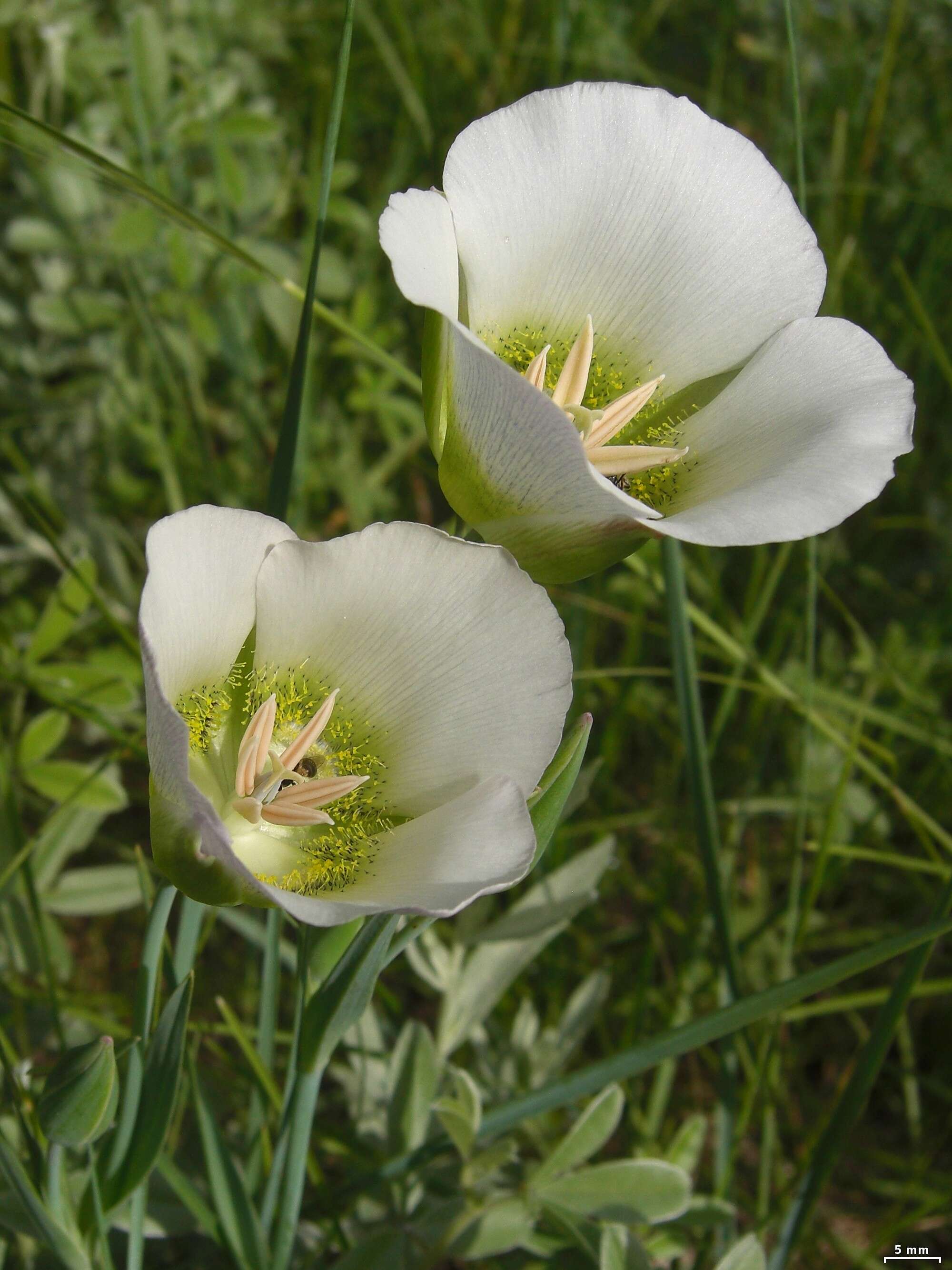 Calochortus gunnisonii S. Watson resmi