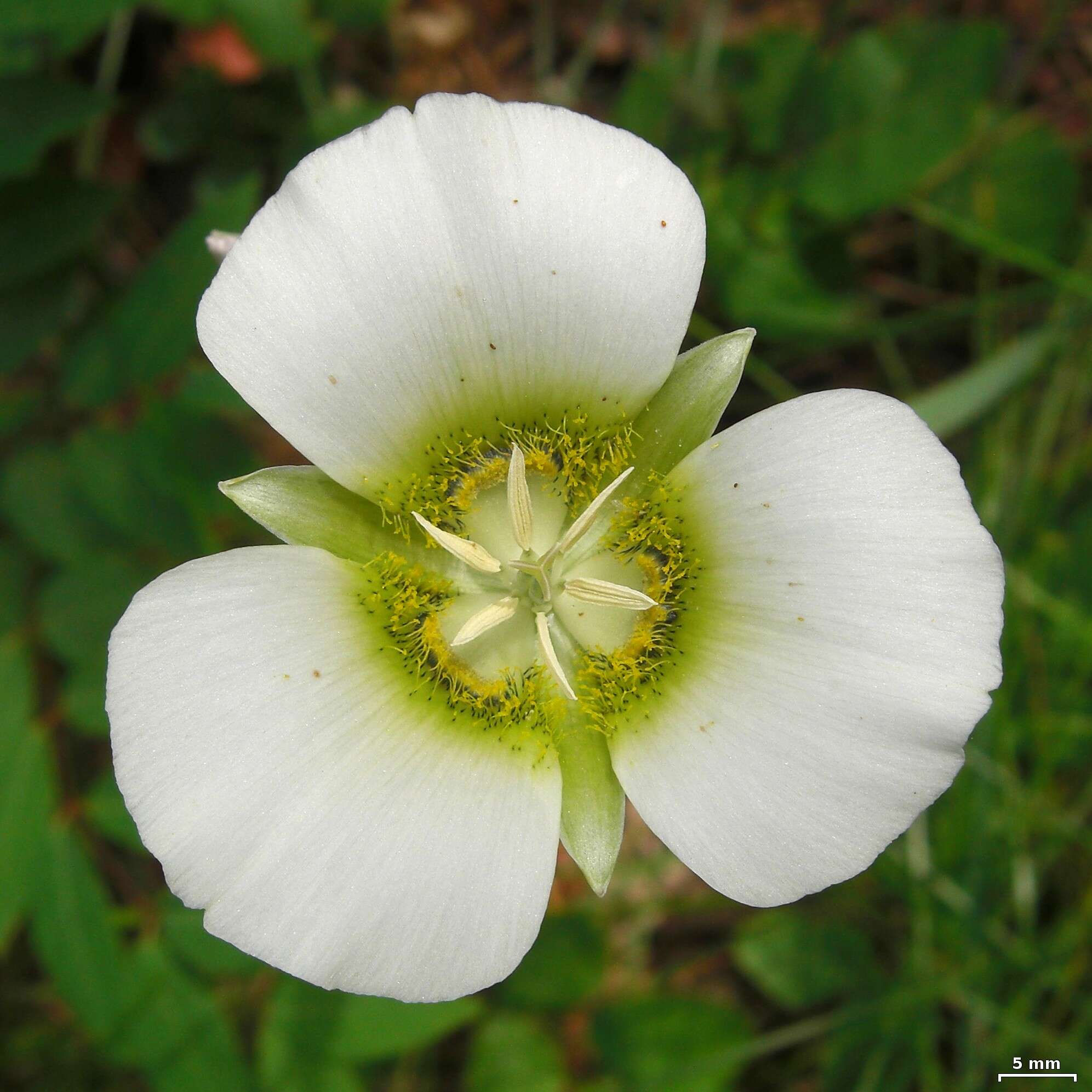 Calochortus gunnisonii S. Watson resmi