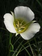 Calochortus gunnisonii S. Watson resmi