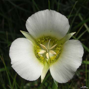 Calochortus gunnisonii S. Watson resmi