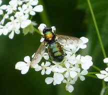 Sivun Chloromyia formosa (Scopoli 1763) kuva