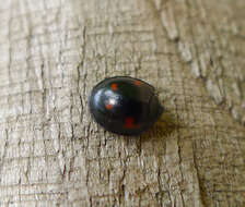 Image of Pine Lady Beetle