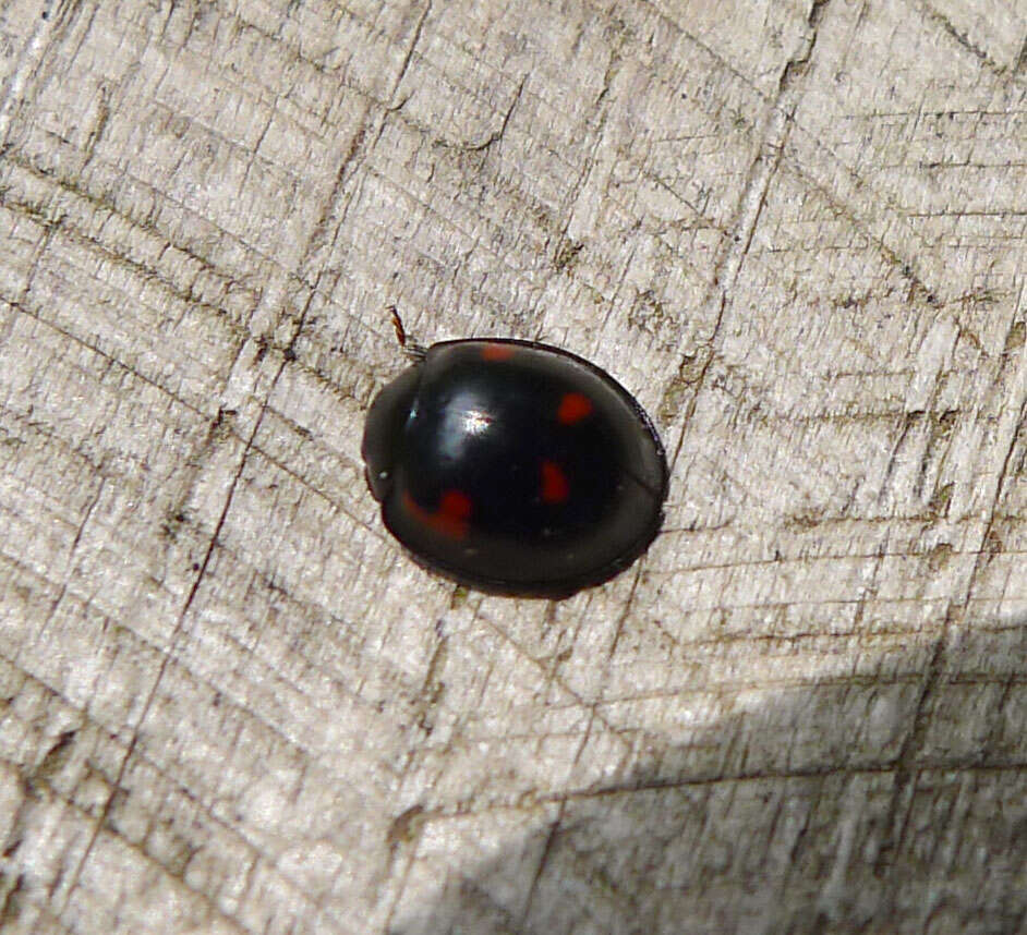 Image of Pine Lady Beetle