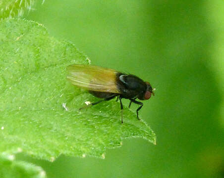 Image of Minettia longipennis (Fabricius 1794)