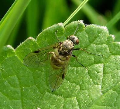 Image of Chrysopilus cristatus